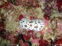 DSC05171 - Doris dalmatien~